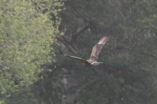 lesser-spotted-eagle52_210514.jpg