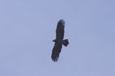 lesser-spotted-eagle49_210515.jpg