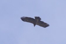 lesser-spotted-eagle50_210515.jpg