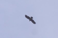 lesser-spotted-eagle51_210515.jpg