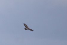 lesser-spotted-eagle45_210523.jpg