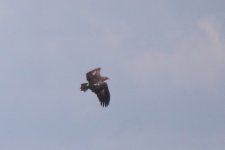 lesser-spotted-eagle44_210523.jpg