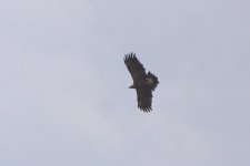 lesser-spotted-eagle43_210523.jpg