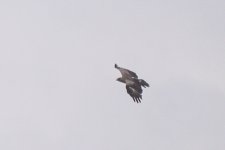 lesser-spotted-eagle46_210523.jpg