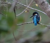 DSC09590 Common Kingfisher @ San Tin.jpg