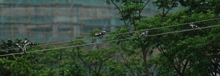 DSC00742 Pied Kingfishers @ San Tin.jpg