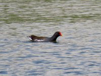 Common Moorhen.jpeg