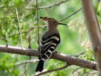 Hoopoe.jpeg