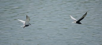 DSC00899 Whiskered and White-winged Terns @ San Tin.jpg