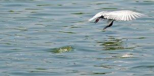 DSC00904 Whiskered Tern@ San Tin.jpg