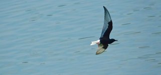 DSC00987 White-winged Tern @ San Tin.jpg