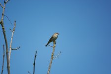 Willow Warbler uncropped.jpg