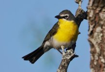 aaaDSC05727 - Yellow-breasted Chat (1280x887).jpg