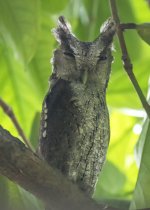 Pacific Screech Owl.jpg