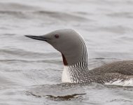 Red-throated Diver 08-06-21.jpg
