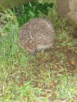 Hedgehog (2).JPG