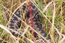 Adder-crop.jpg