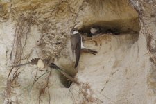 Sand-Martin-crop.jpg