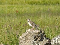 L1190926_Calandra Lark.jpg