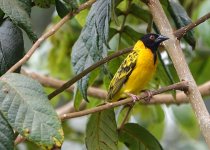 DSC00276 Black-headed Weaver @ Nairobi bf.JPG