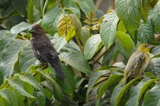 DSC00402 Grosbeak & Black-headed Weavers @ Nairobi bf.jpeg