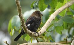 DSC00382 Grosbeak Weaver @ Nairobi bf.JPG