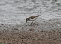 Common Sandpiper-5977.jpg