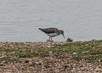 Green Sandpiper-5983.jpg