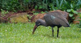 DSC00332 Hadeda Ibis @ Nairobi bf.jpeg