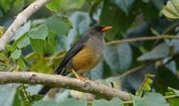 DSC00261 Olive Thrush @ Nairobi.JPG