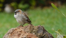 DSC00359 Rufous Sparrow @ Nairobi bf.JPG