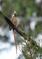 DSC00285 Speckled Mousebird @ Nairobi bf.JPG