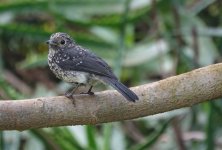 DSC00371 White-eyed Slaty Flycatcher @ Nairobi.jpeg