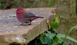 DSC00379 Red-billed Firefinch @ Nairobi bf copy.jpg