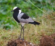 DSC00952 Blacksmith Plover @ Nairobi NP bf.JPG