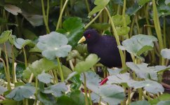 DSC00956 African Black Crake @ Nairobi NP bf.JPG