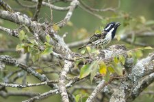 DSC01021 Spot-flanked Barbet @ Nairobi NP bf.jpeg