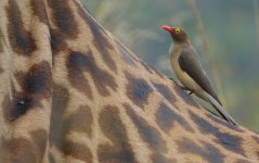 DSC01006 Red-billed Oxpecker @ Nairobi NP.JPG