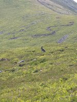 Mountain Hare.JPG