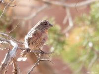 Unknown Finch 20210801-3.jpg