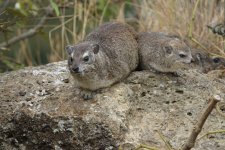 DSC01019 Rock Hyrax @ Nairobi NP copy.JPG