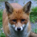 20210809 (3)_Red_Fox.JPG