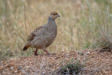 28 aug 21 bera grey francolin 1.jpg