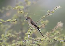 26 aug 21 bera silverbill 1.jpg