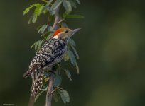 27 aug 21 bera yellow crowned woodpecker male 1.jpg