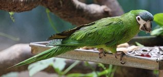 Red-shouldered Macaw.jpg