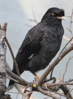 Crested Myna.jpg