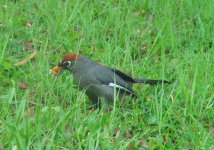 Chestnut-capped Laughingthrush A.JPG