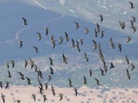 L1220613_Collared Pratincole.jpg