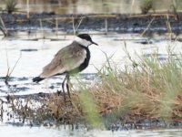 Lesvos Spur winged plover Tsiknias River 080921 - cc H Vaughan.jpg